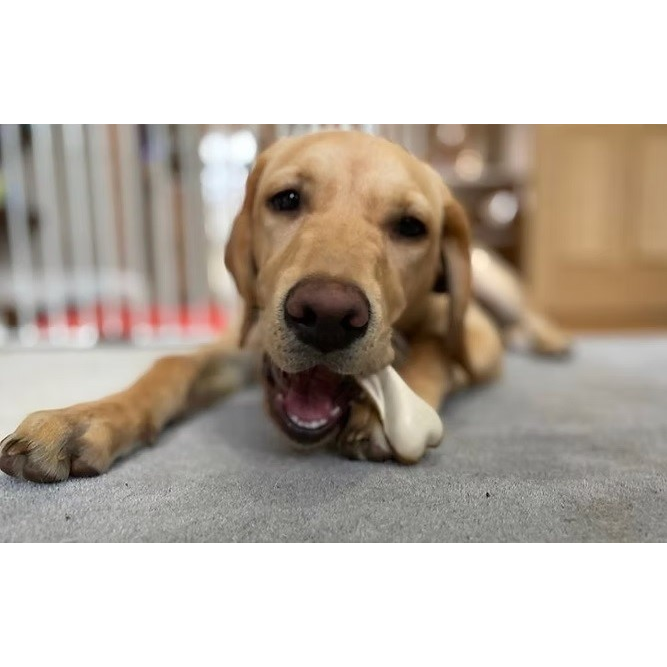 Peanut Butter Dual-Sided Bones - Medium