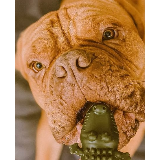 Hypoallergenic Dental Crocodile - Medium